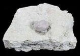 Blastoid (Pentremites) Fossil - Illinois #60107-1